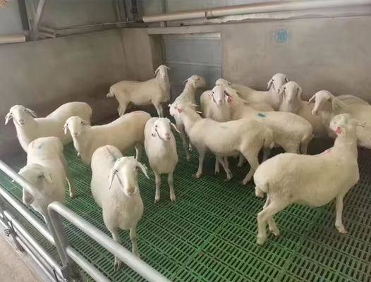 Hochfeste Glasfaserfußbodengitter FRP-geformte Gitter für Schweine-Hühner-Schafe